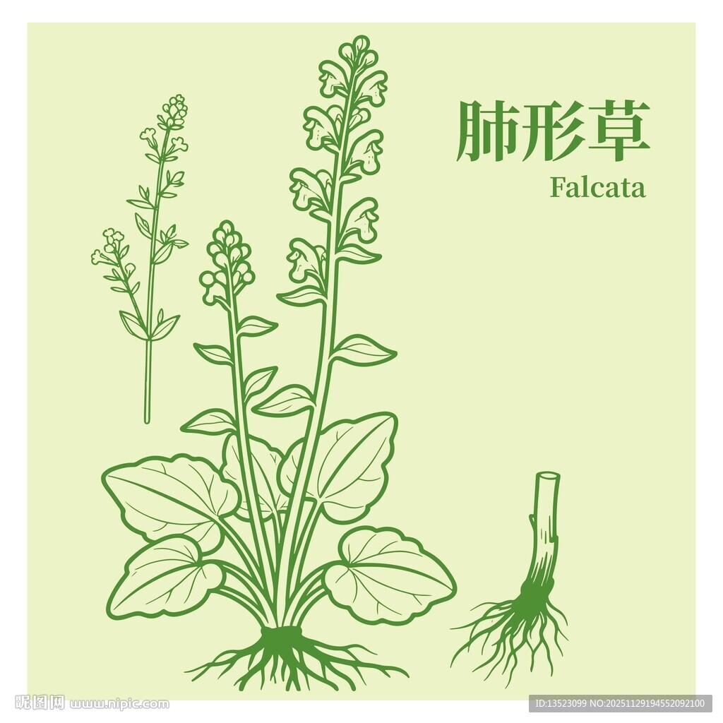 肺形草植物插画图