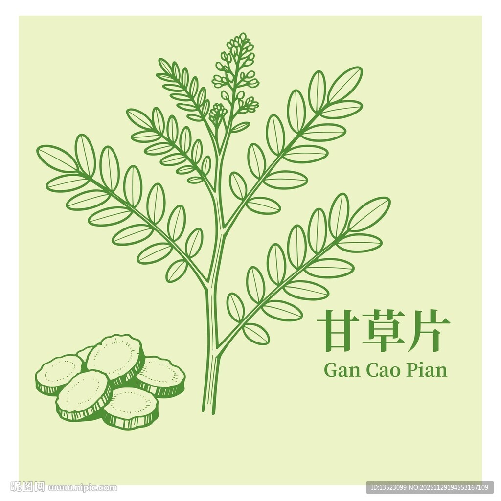 甘草片植物图示