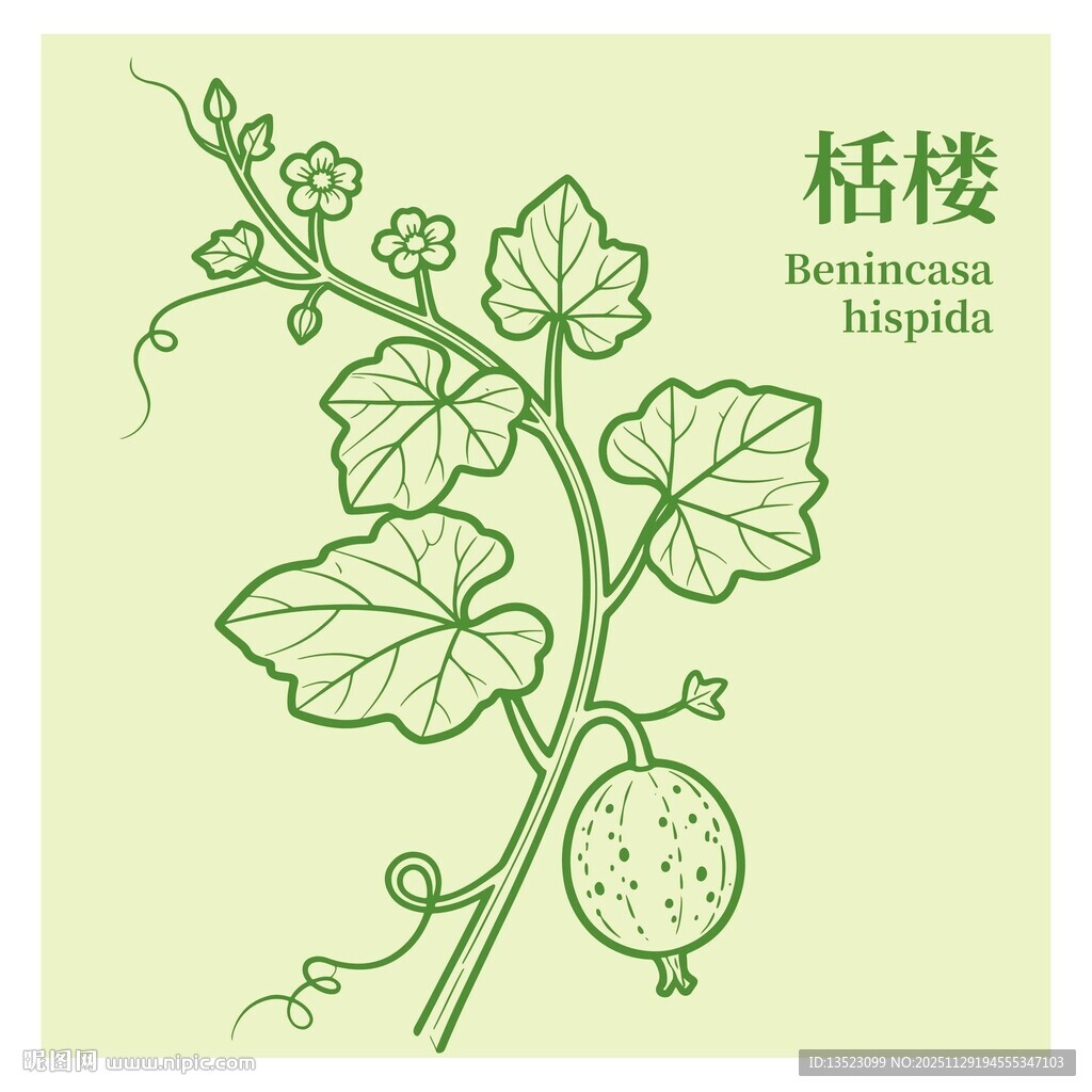 栝楼植物线条插画