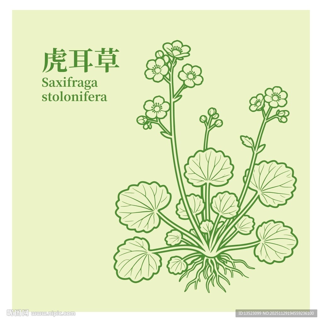 虎耳草植物手绘插画