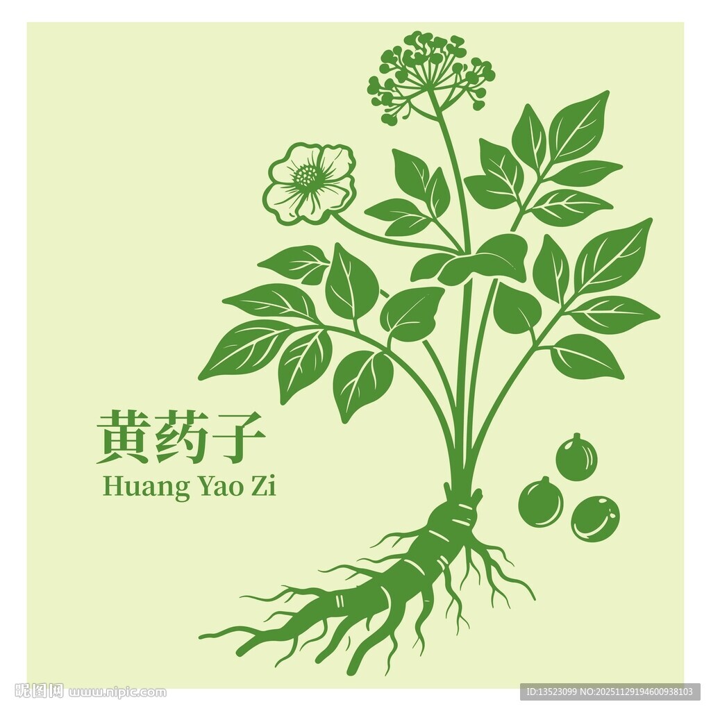 黄药子植物插画展示