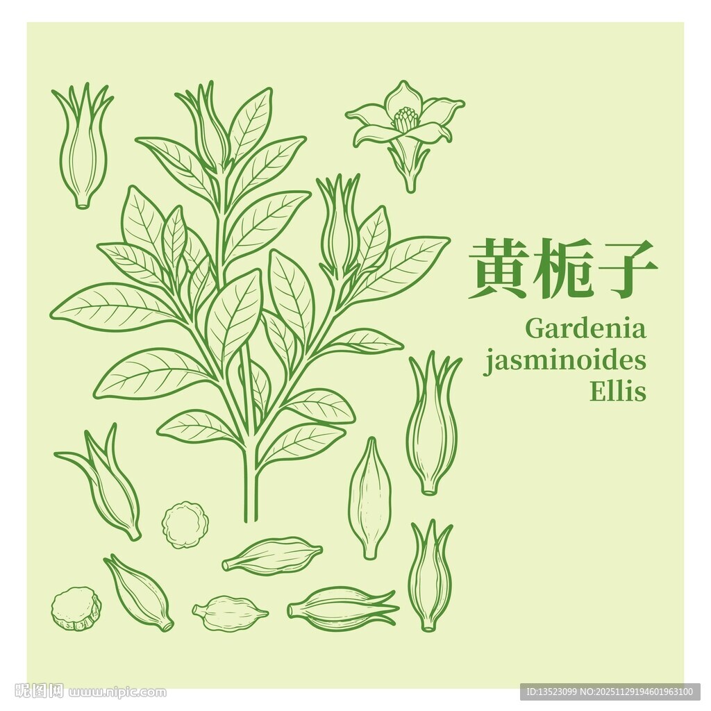 黄栀子植物图示