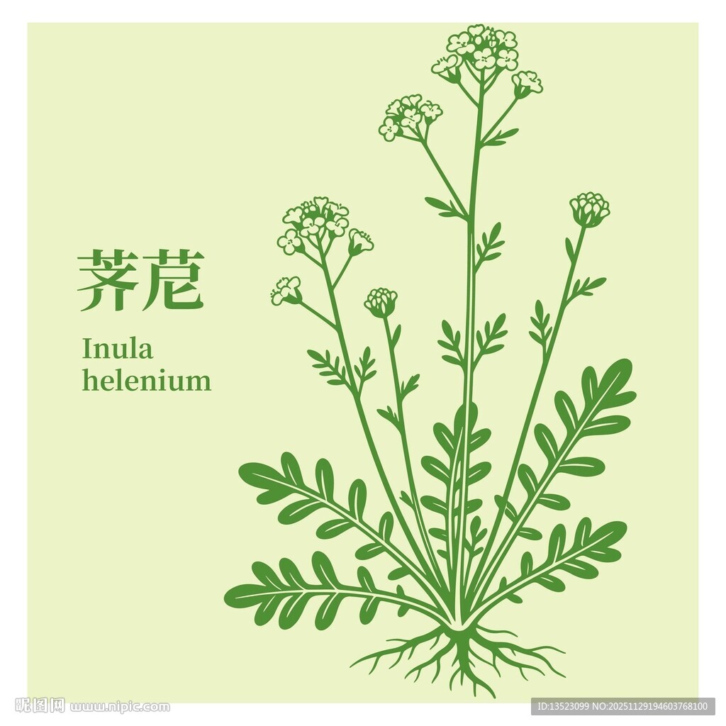 荠苨植物插画图