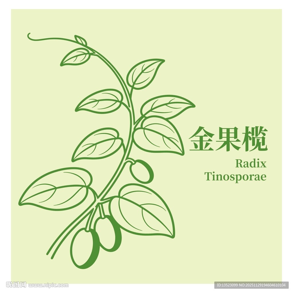金果榄植物线条插画