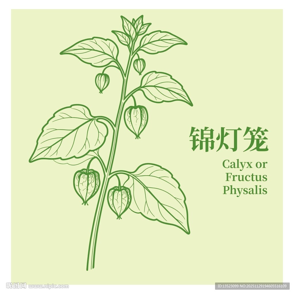 锦灯笼植物插画