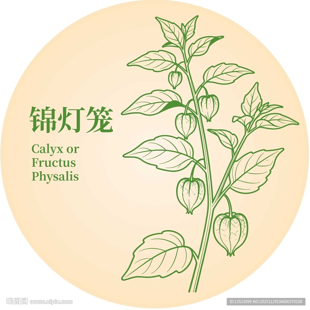 锦灯笼植物插画