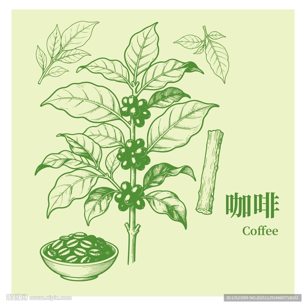 手绘咖啡植株与果实图