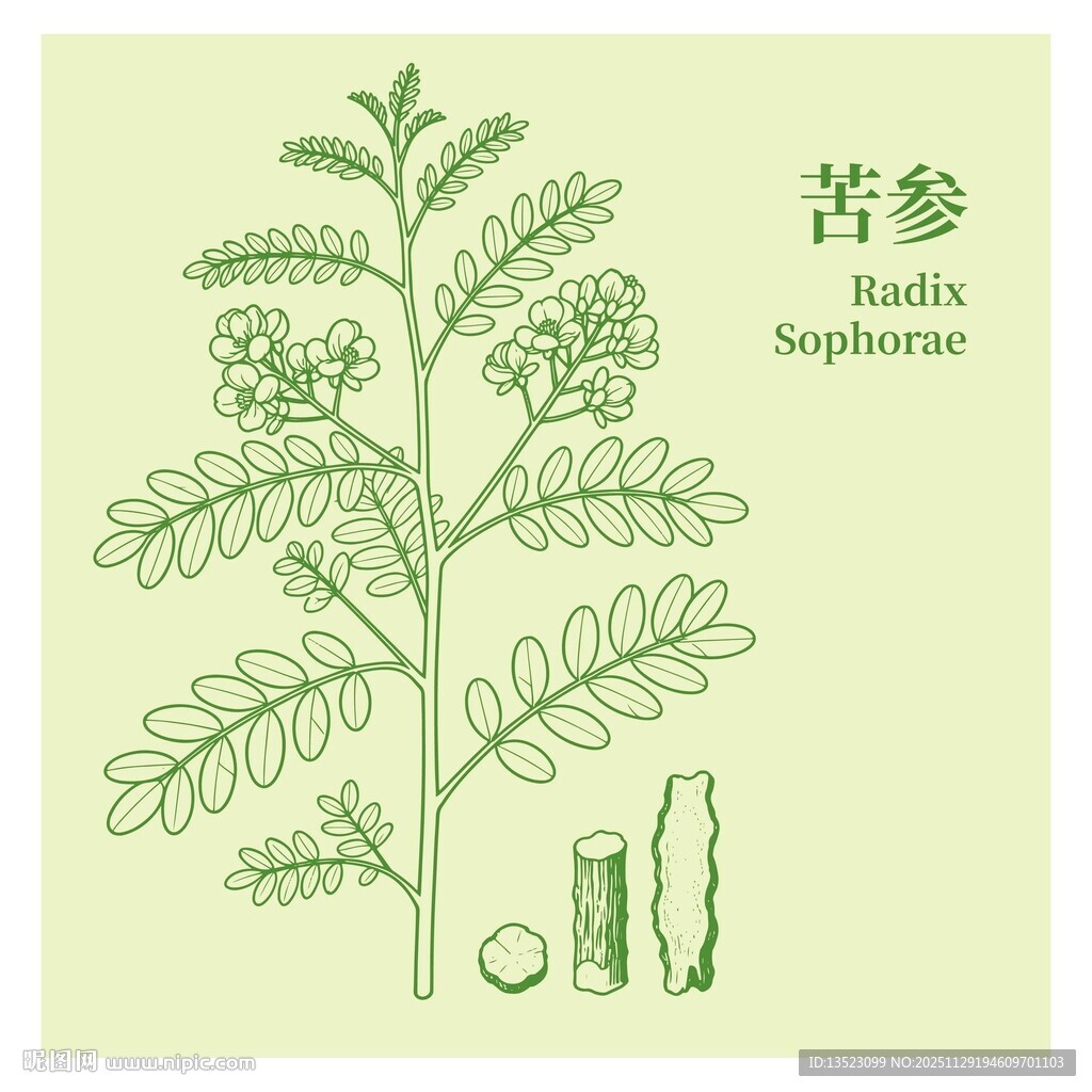 苦参植物手绘图