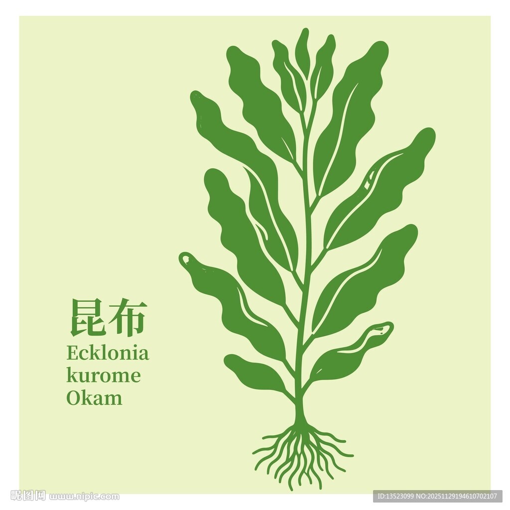 昆布植物插画