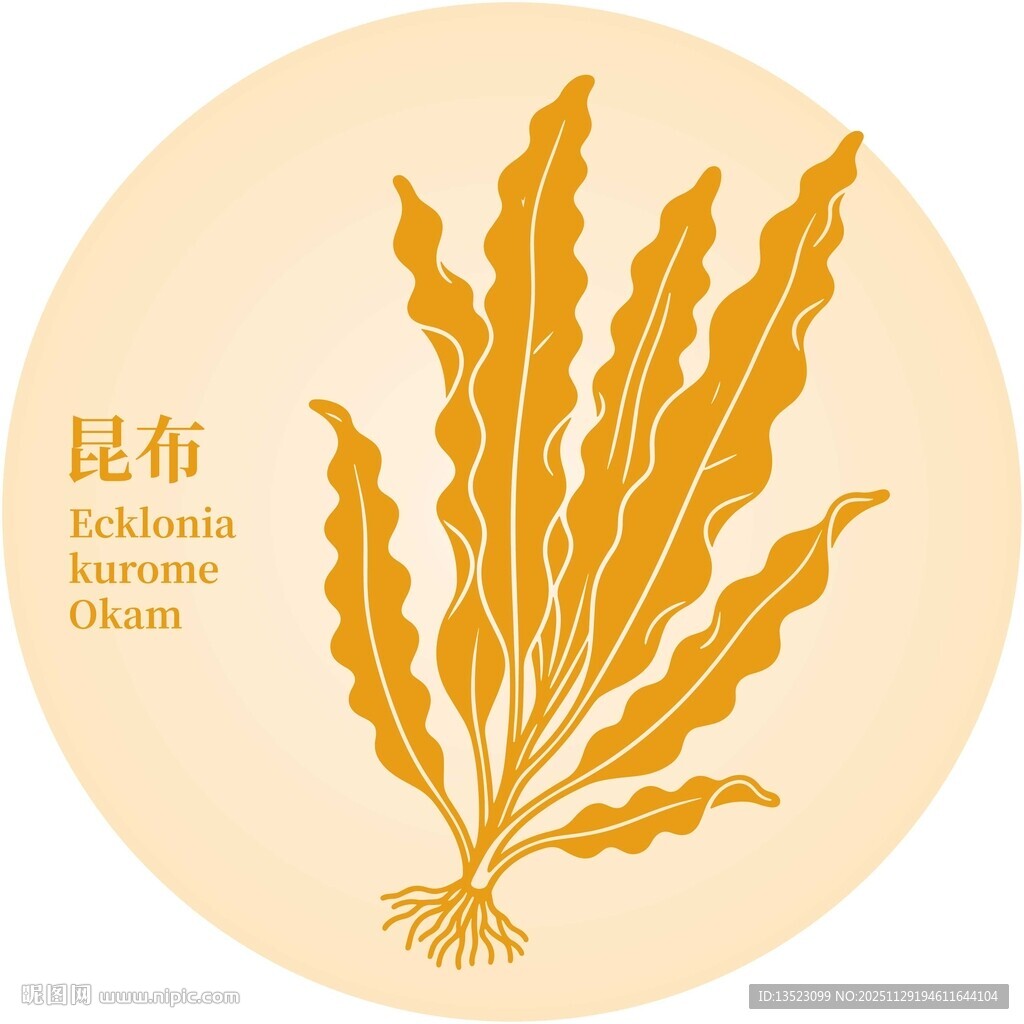 昆布植物插画