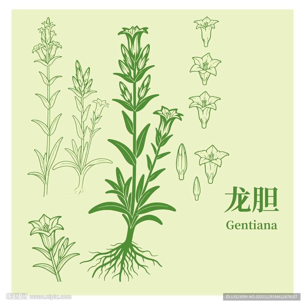 龙胆碱草植物线描图案