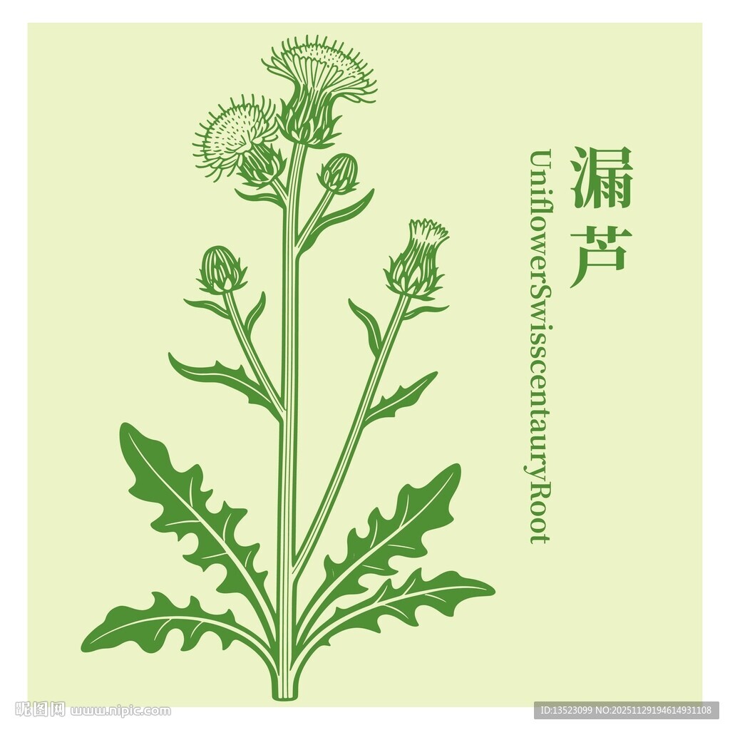 漏芦植物插画