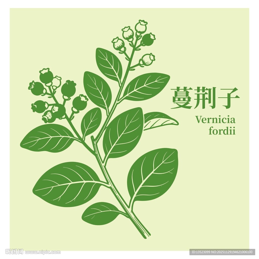 蔓荆子植物插画