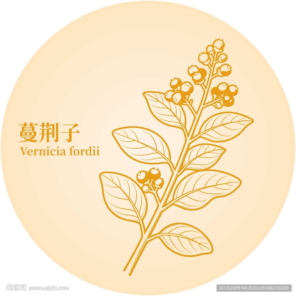 蔓荆子植物插画