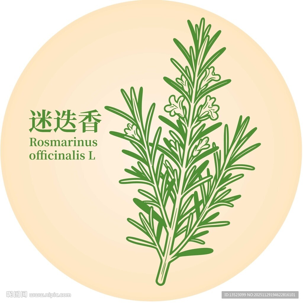 迷迭香植物图示