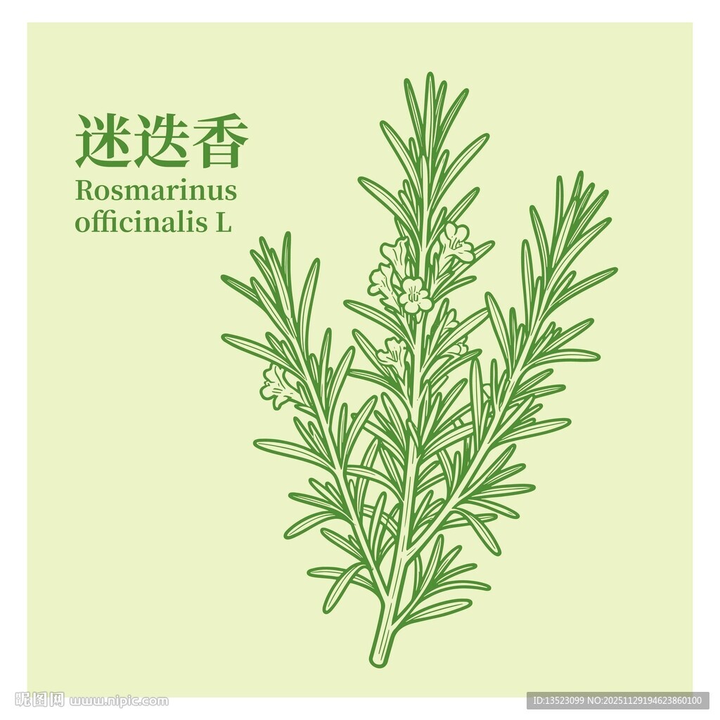 迷迭香插画
