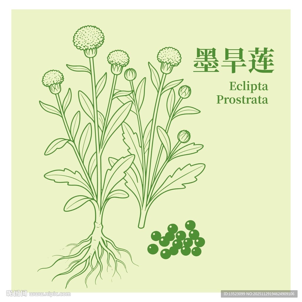 墨旱莲植物线描图示