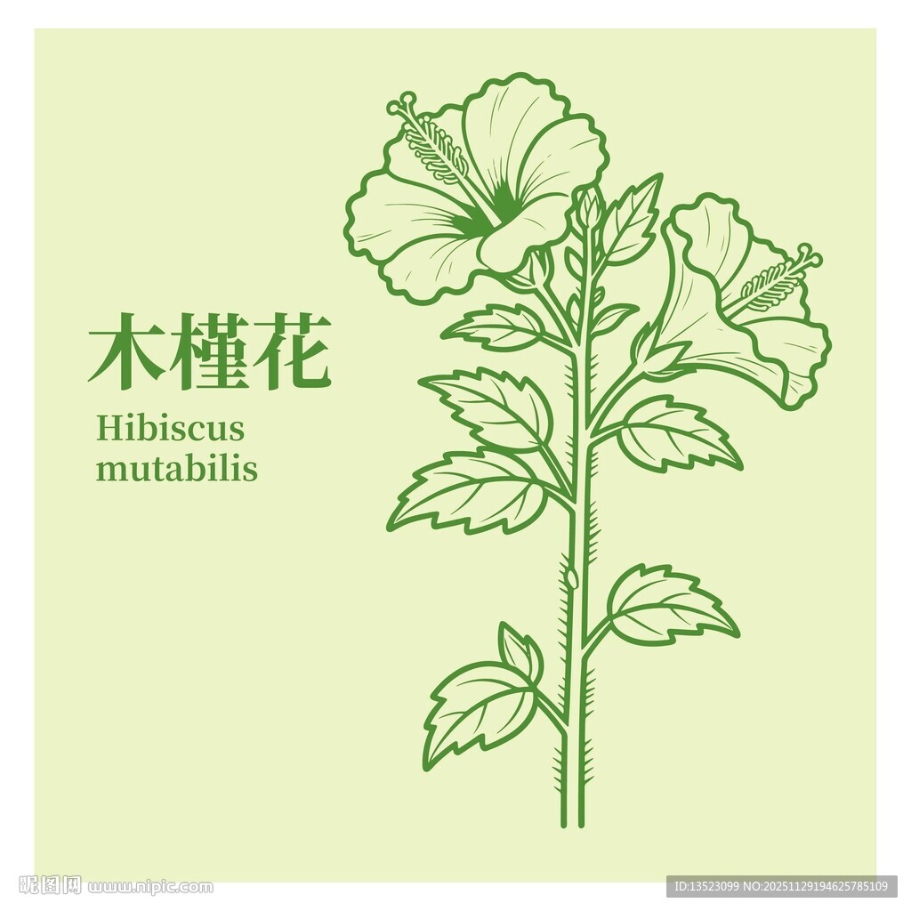 木槿花手绘图案