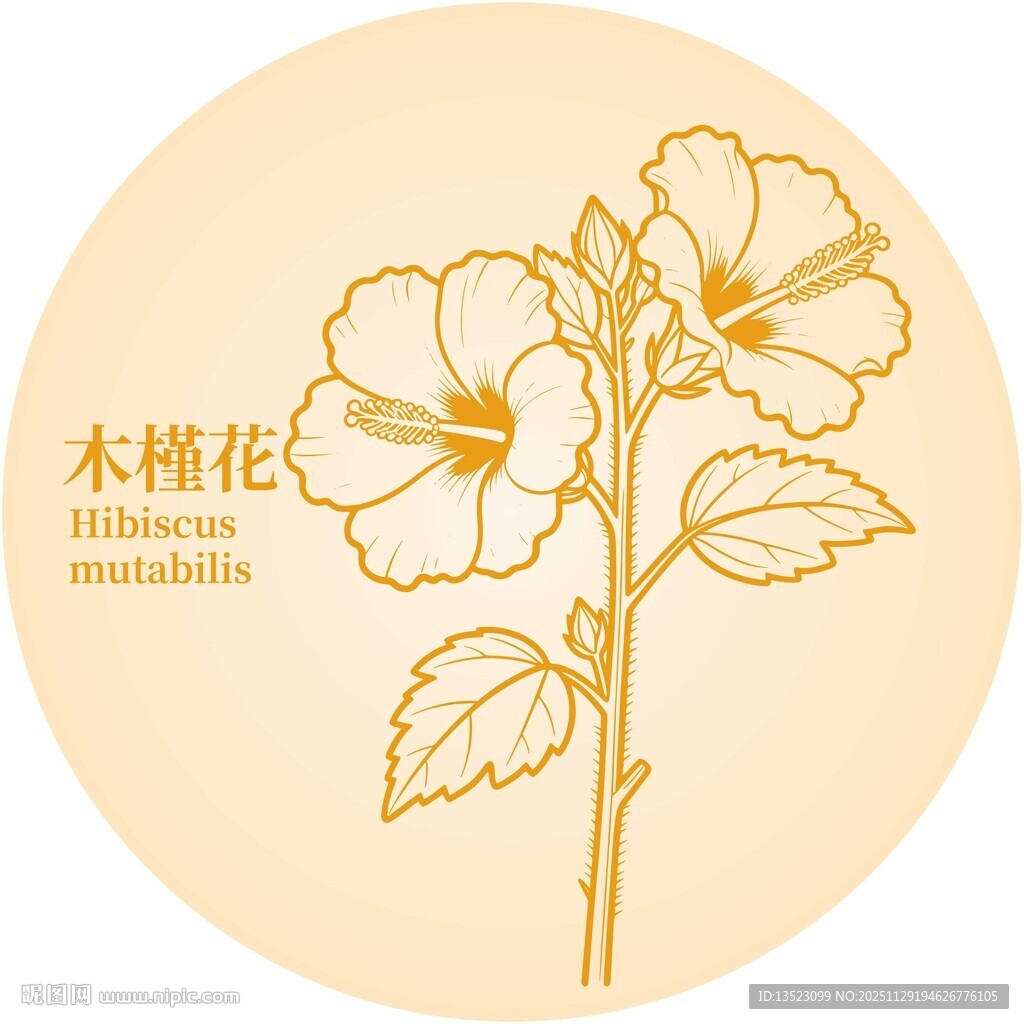 木槿花图案设计