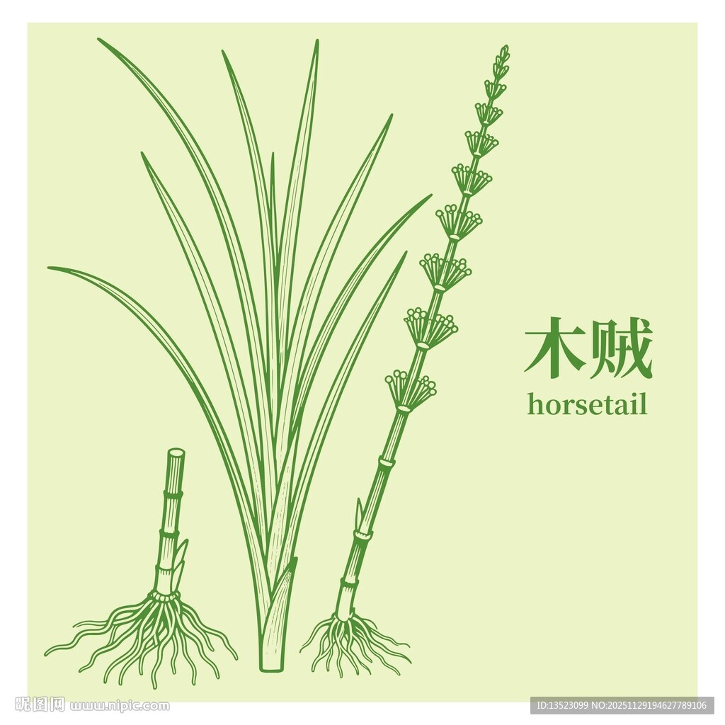 木贼植物图示