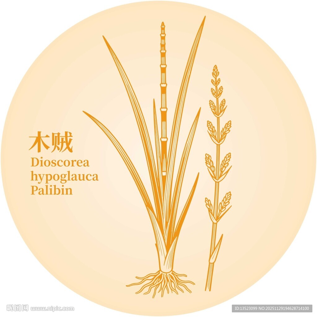 木贼植物图案展示