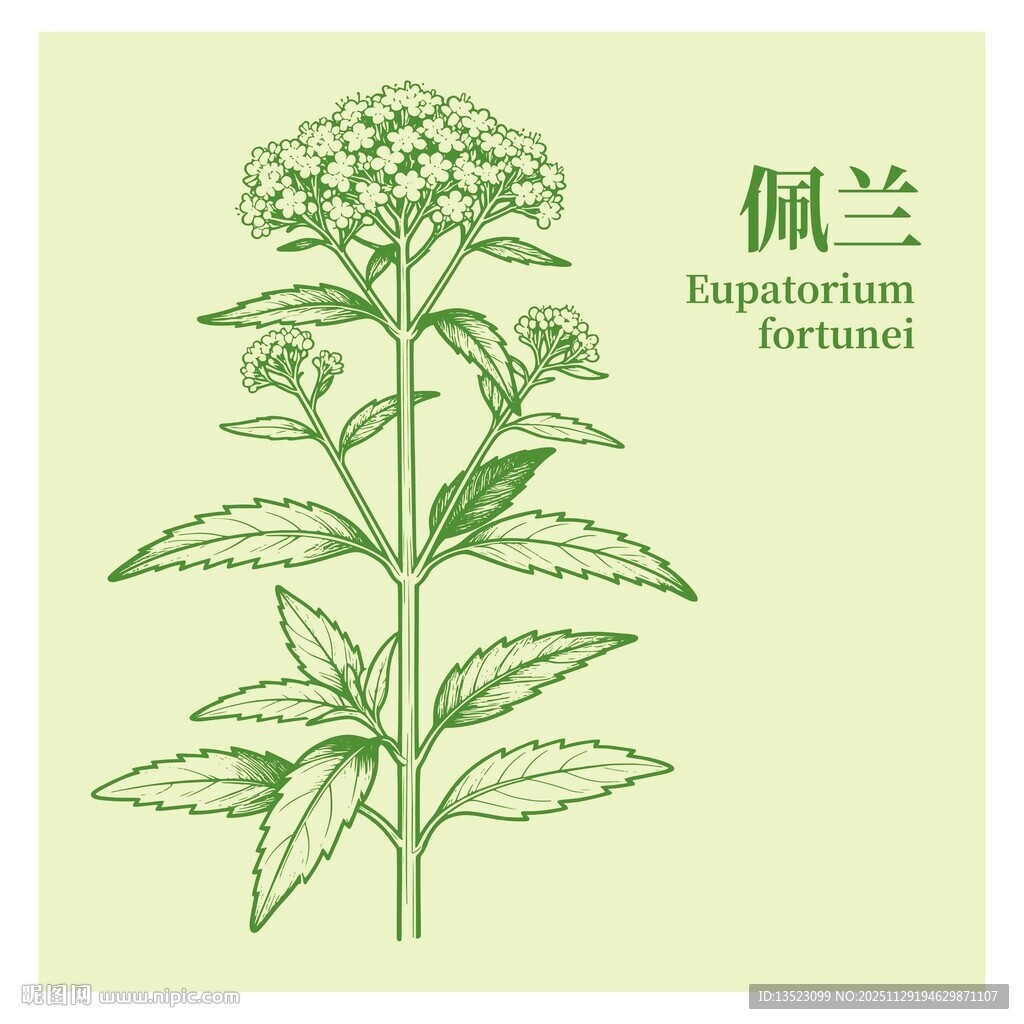 佩兰植物手绘插画