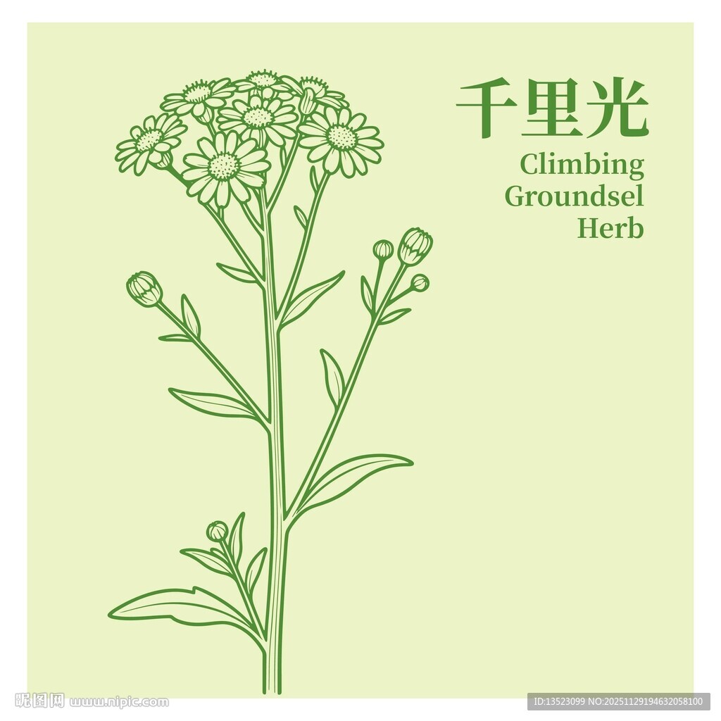 千里光植物线描图