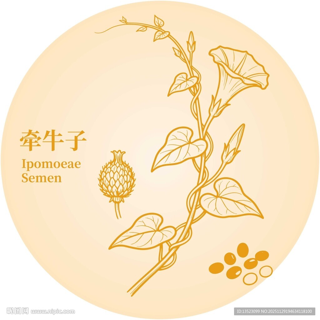 牵牛子植物插画展示