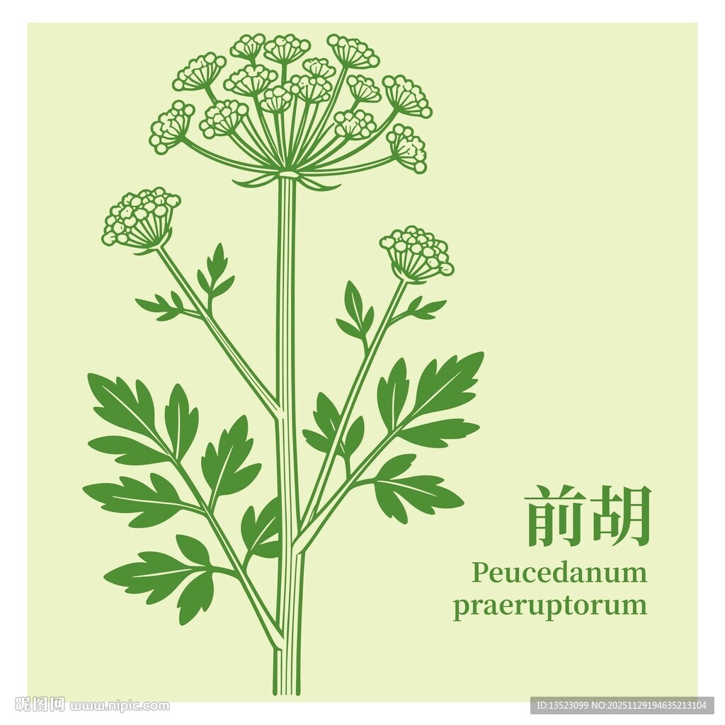 前胡植物插画
