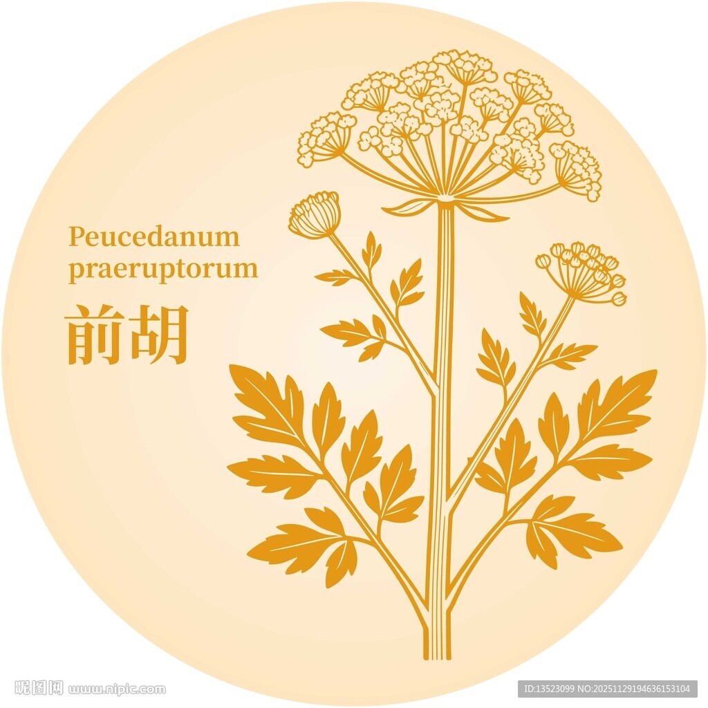 前胡植物插画图案展示