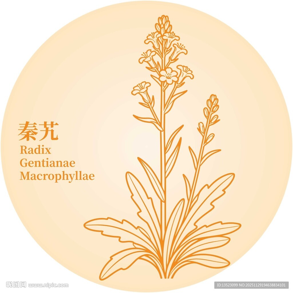 秦艽植物图案插画