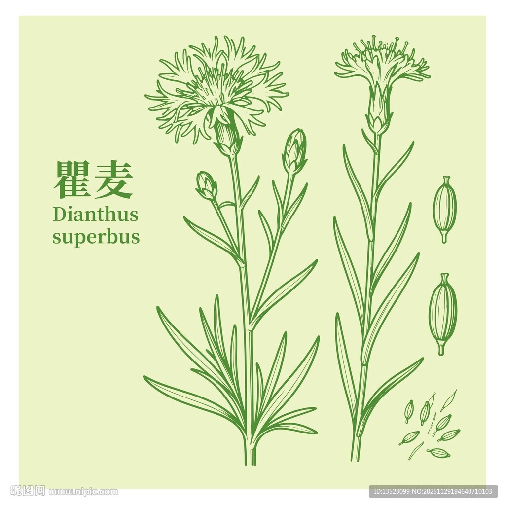 瞿麦植物手绘图鉴