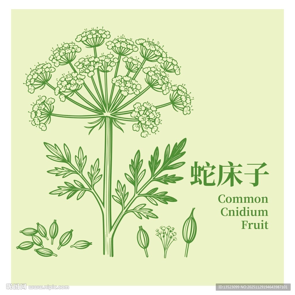 蛇床子植物插画