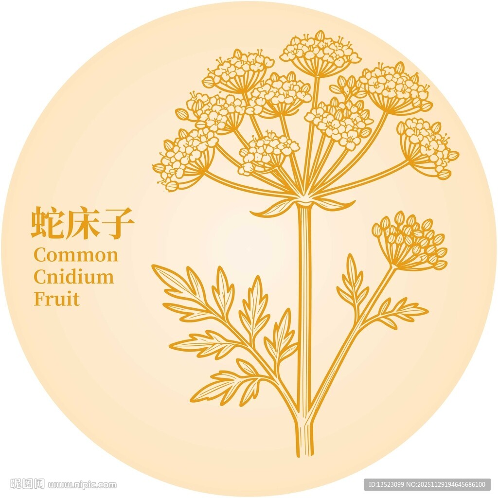 蛇床子植物插画