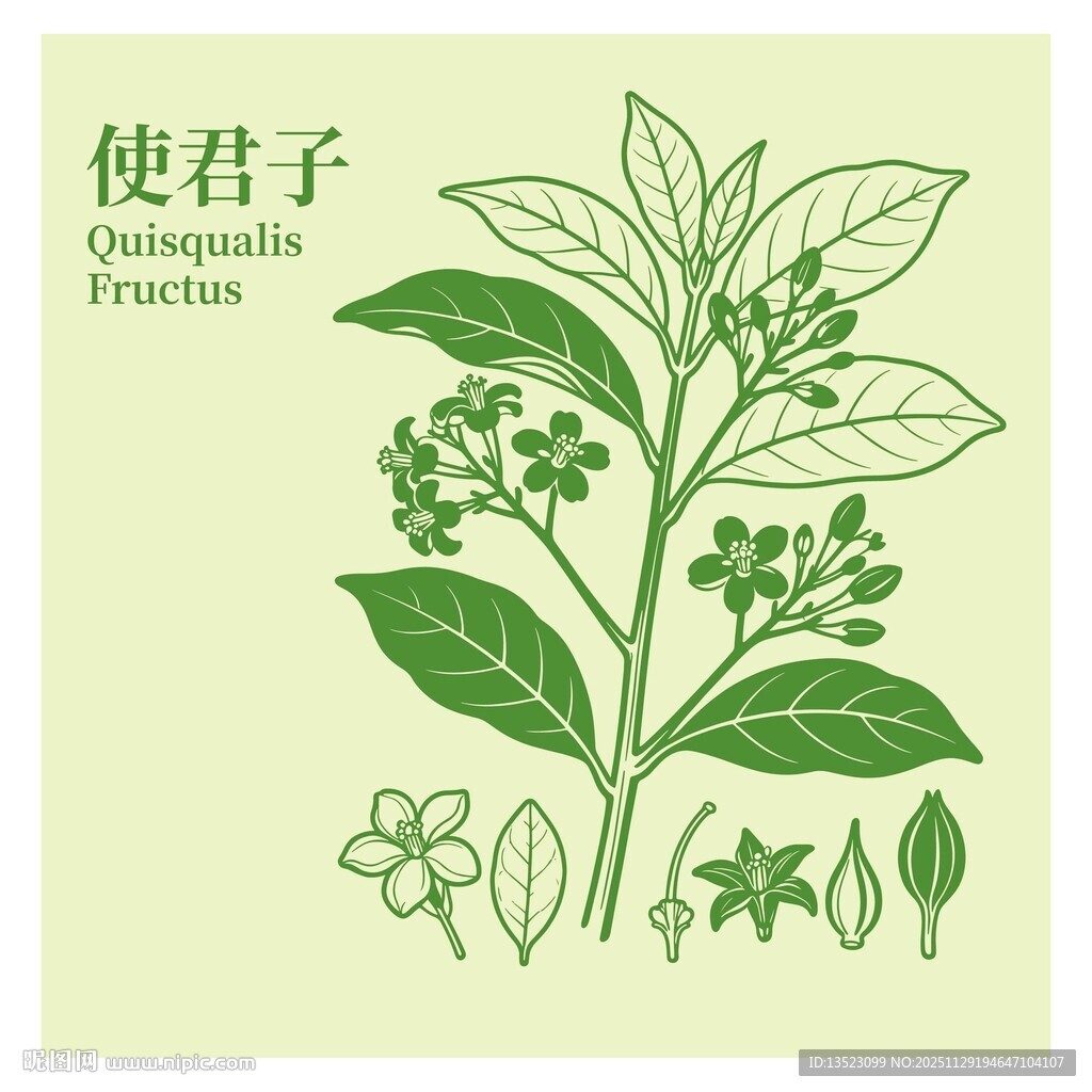 使君子植物图示