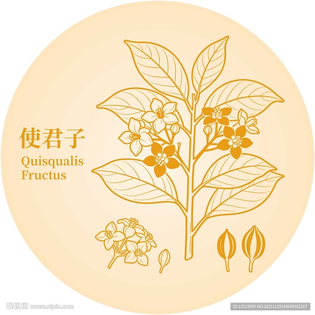 使君子植物图示