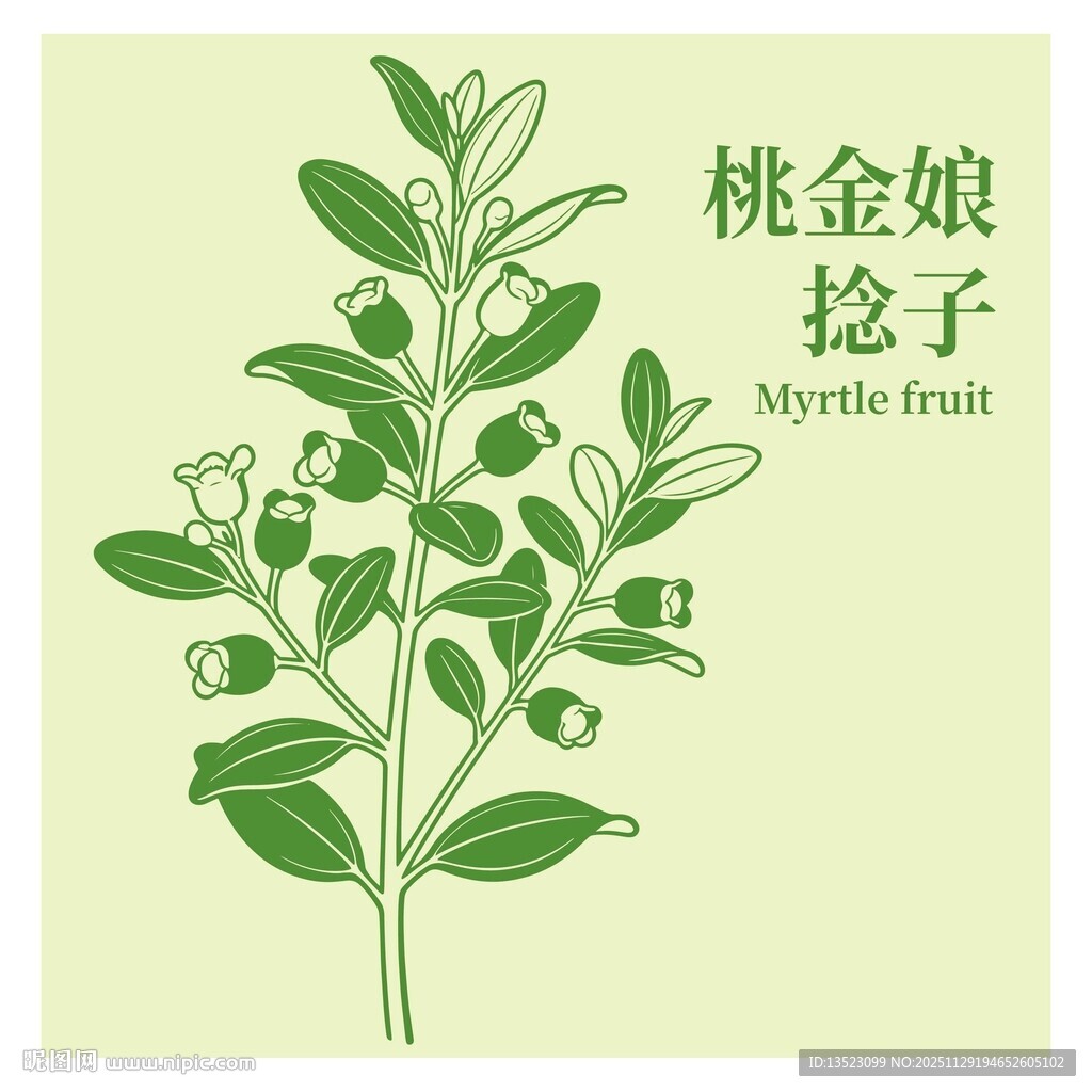 桃金娘捻子植物插画