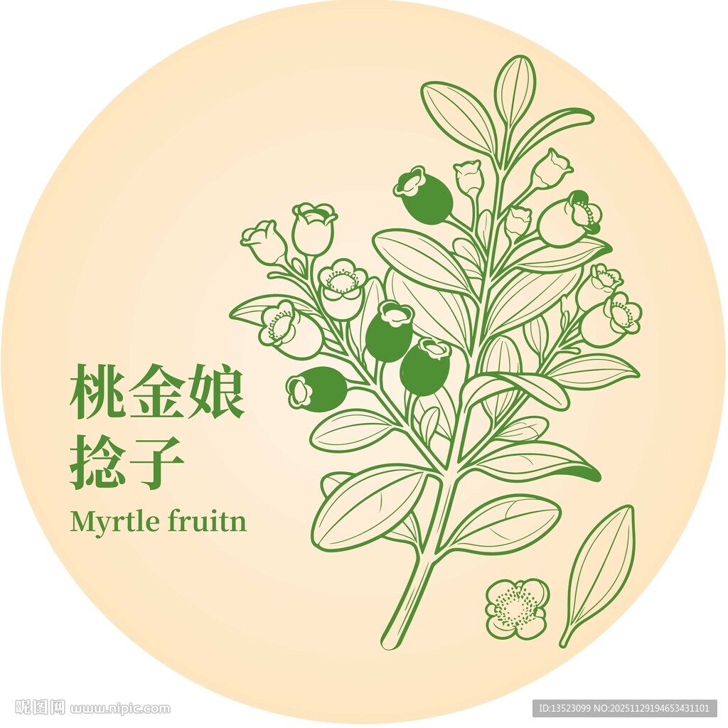 桃金娘捻子植物插画