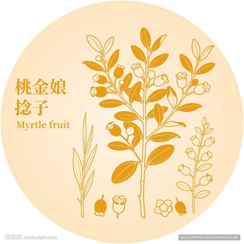 桃金娘捻子插画