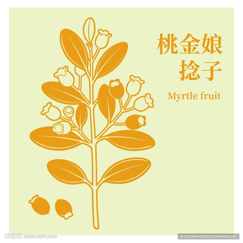 桃金娘捻子植物插画