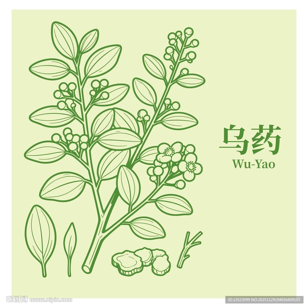 乌药植物线条图