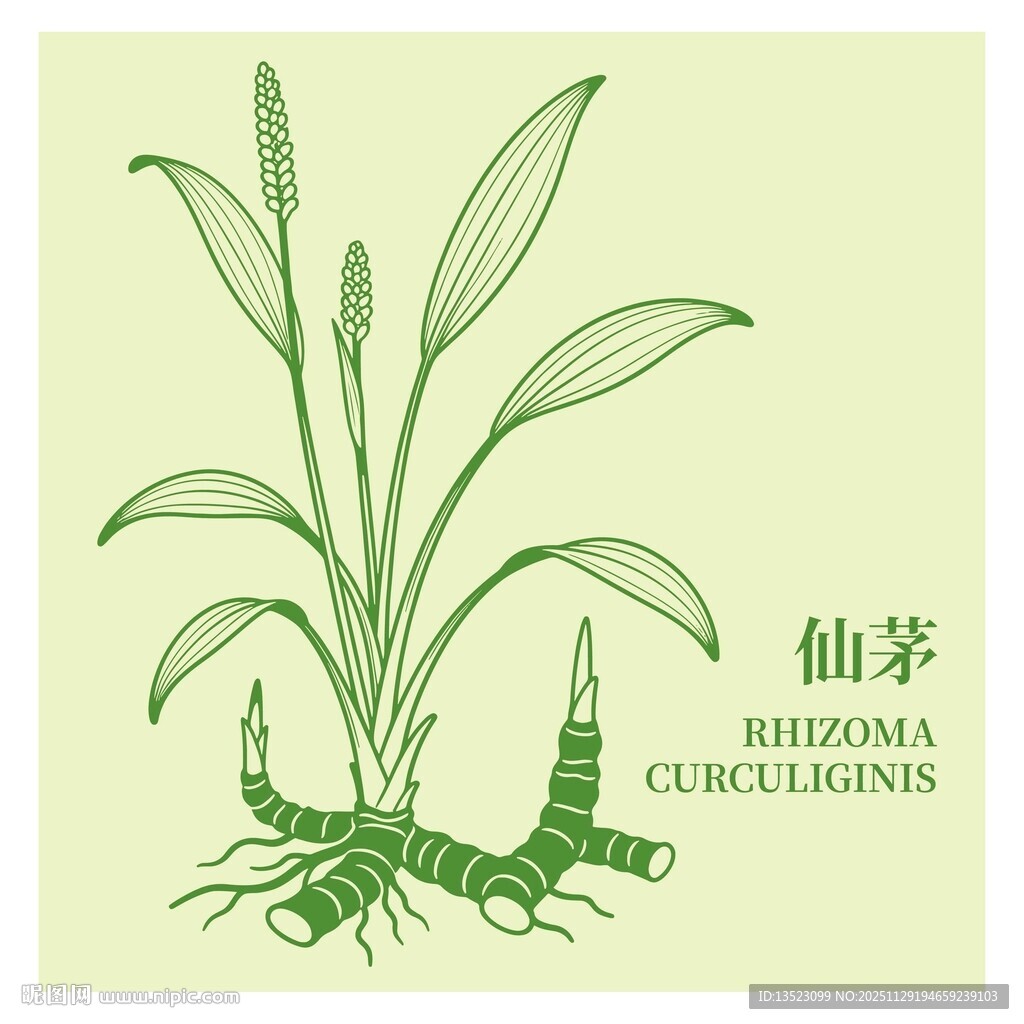 手绘仙茅植物图