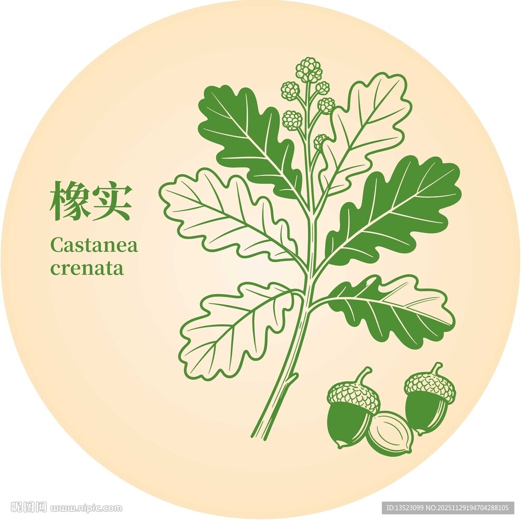 橡实插画