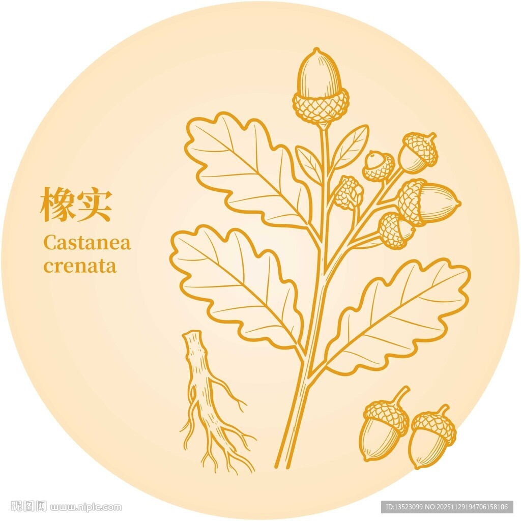 手绘橡实植物图案设计