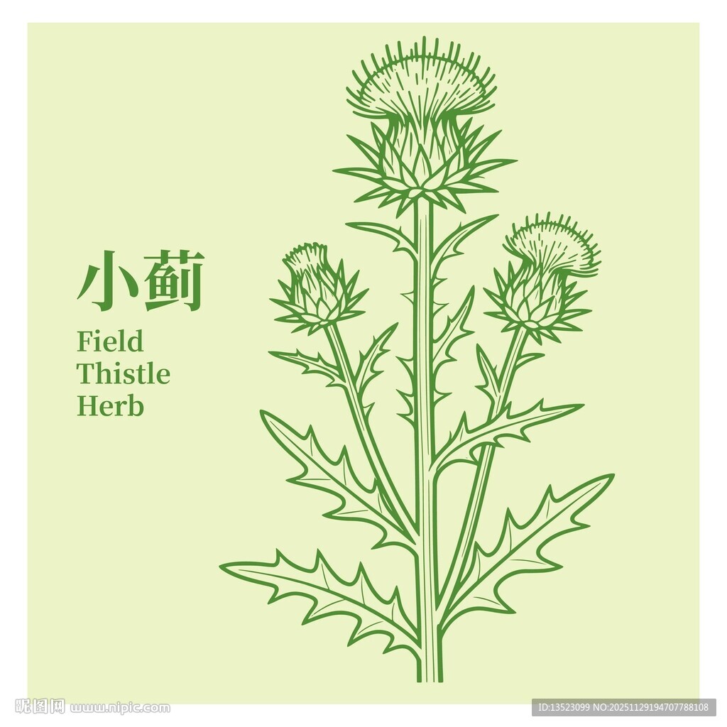 小蓟植物插画