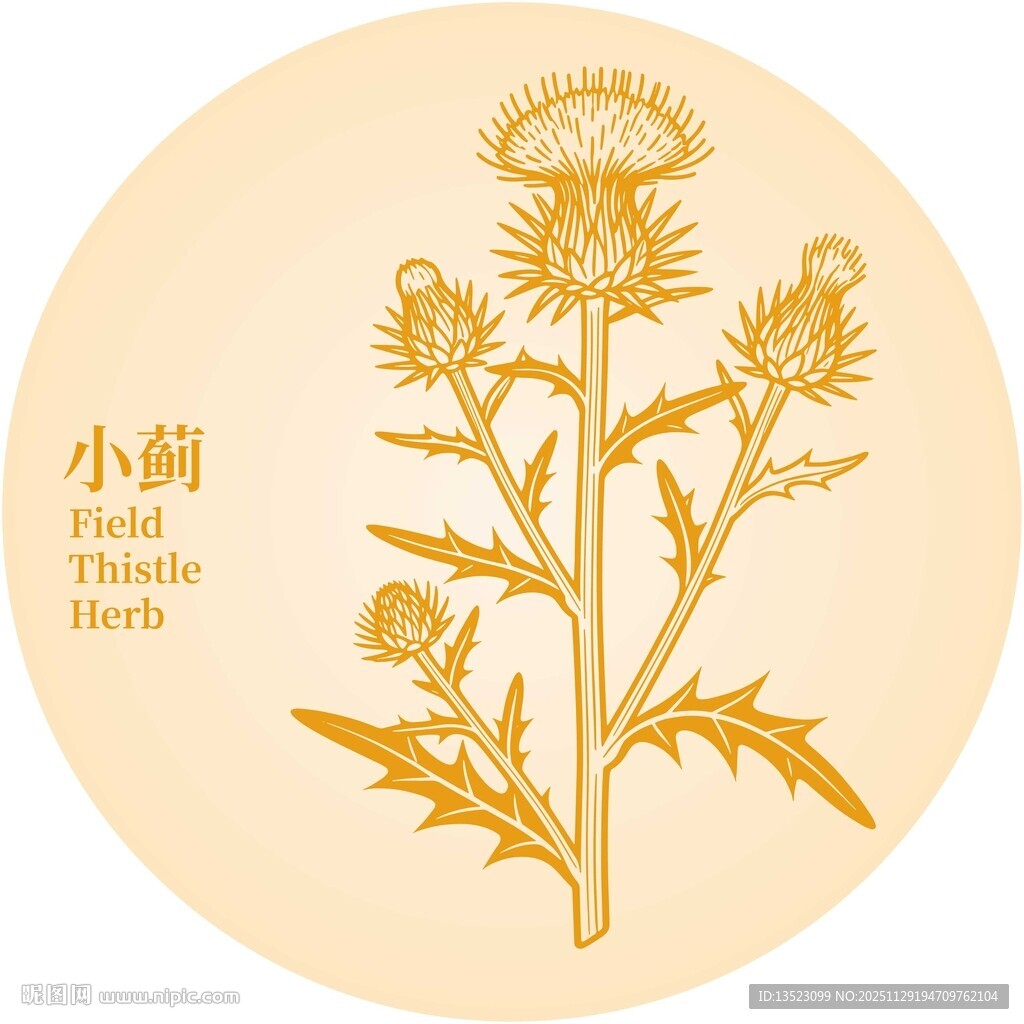 小蓟植物手绘图案
