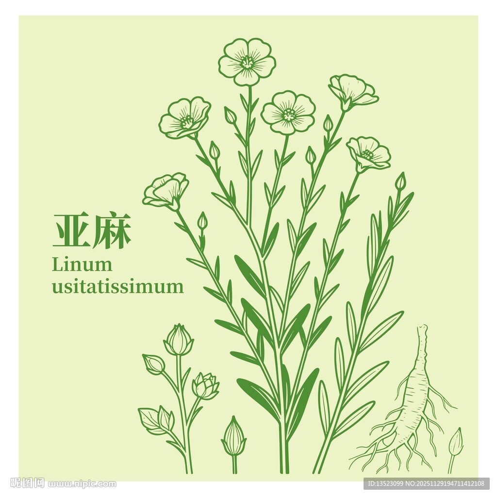 亚麻植物插画