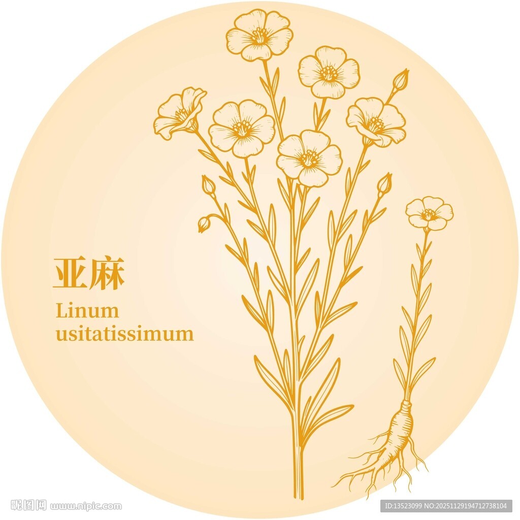 亚麻植物插画