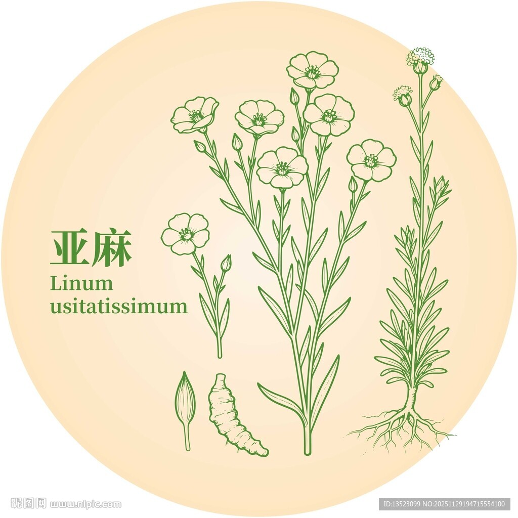 亚麻植物插画图案