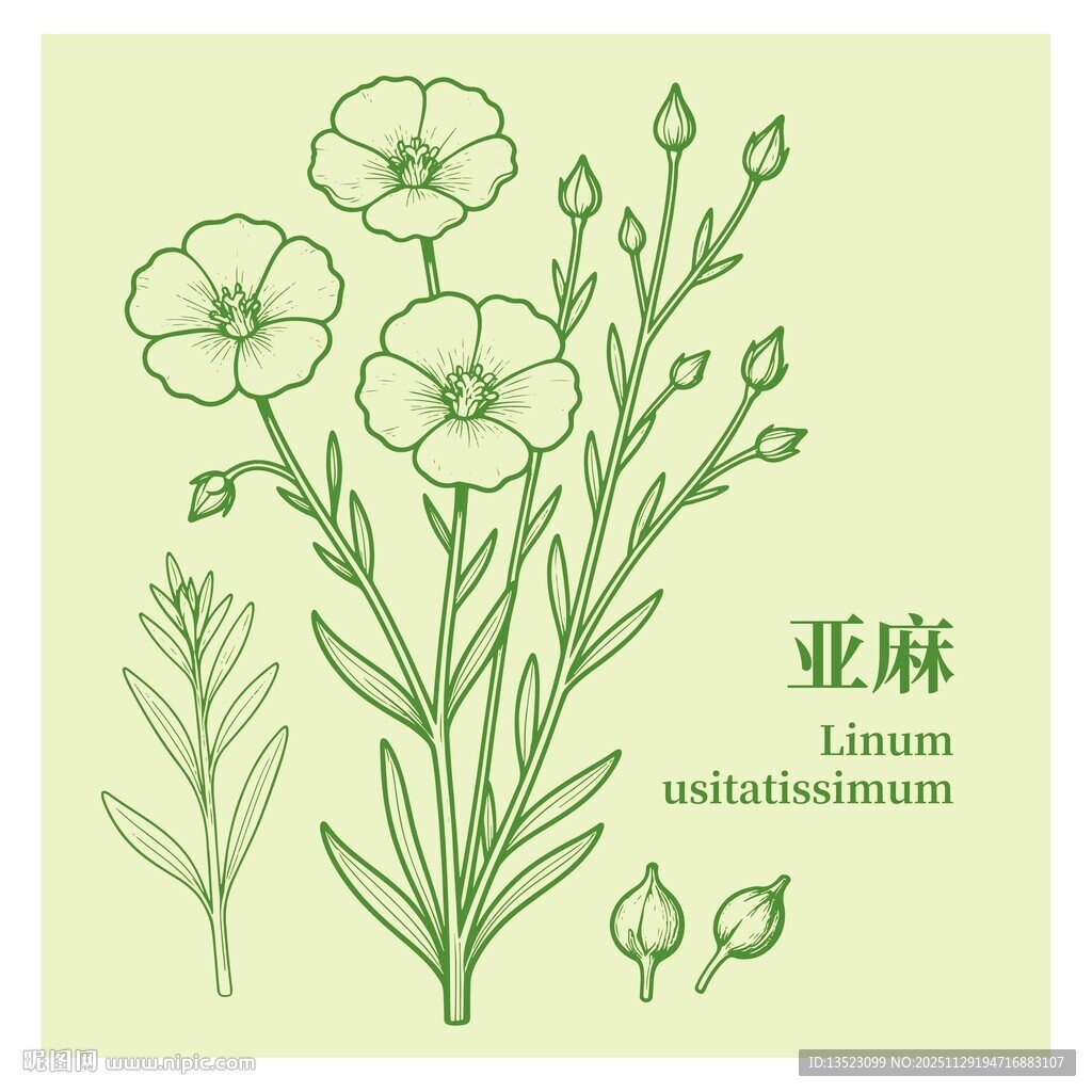 亚麻植物手绘插画